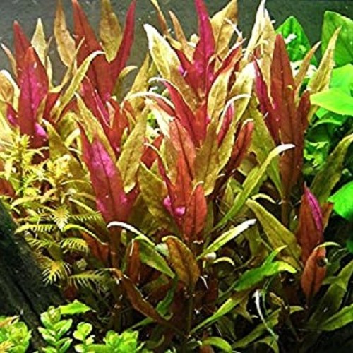 Alternanthera rosaeofolia in pot