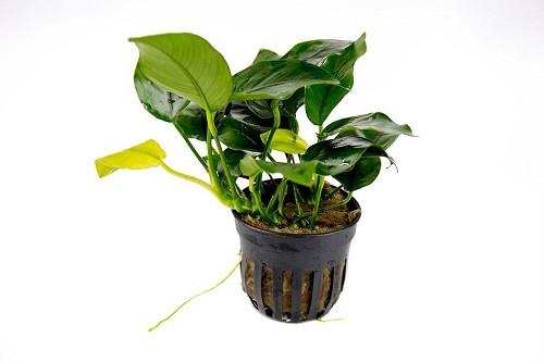 Anubias nana in pot