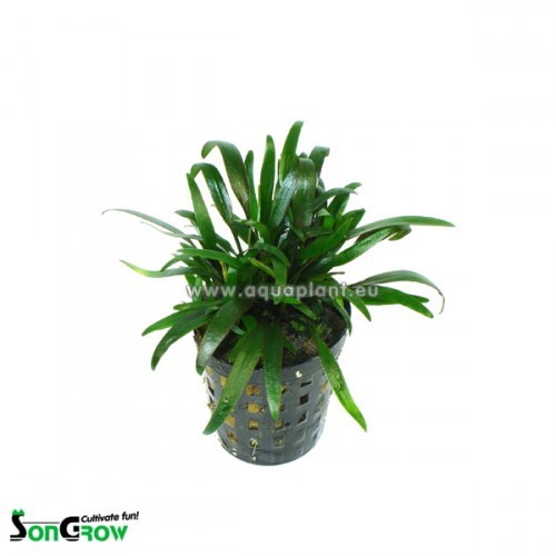 Cryptocoryne parva in pot