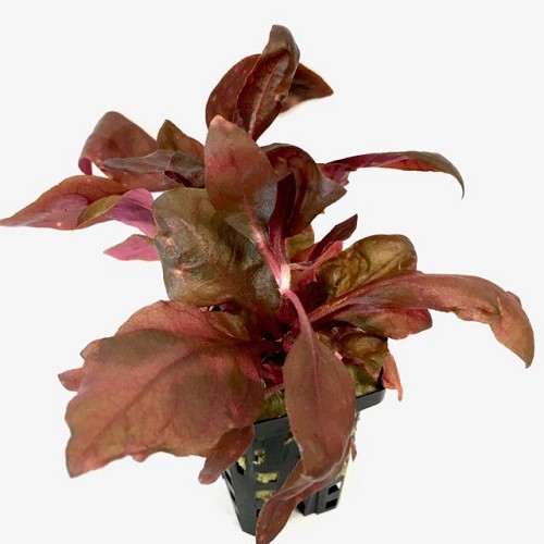 Alternanthera cardinalis double red