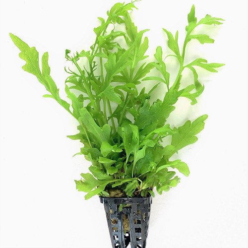 Ceratopteris cornuta (grof) pot