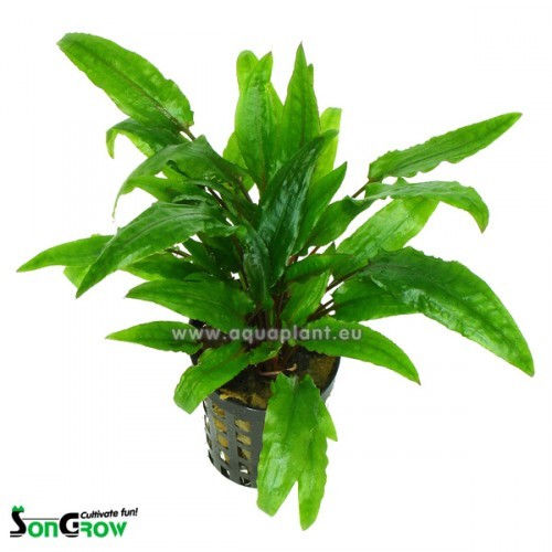 Cryptocoryne green crisped leaf in pot