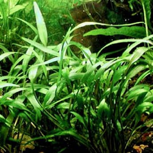 Cryptocoryne willisii in pot