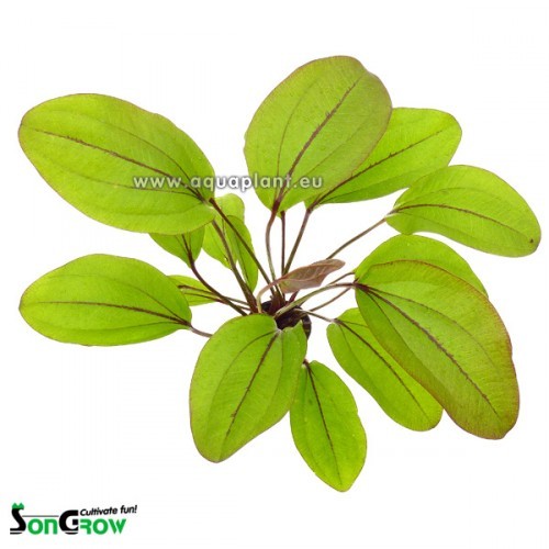 Echinodorus devils eye in pot