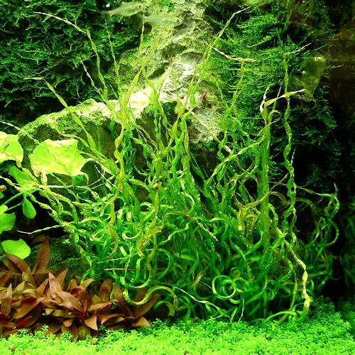 Echinodorus vesuvius in pot