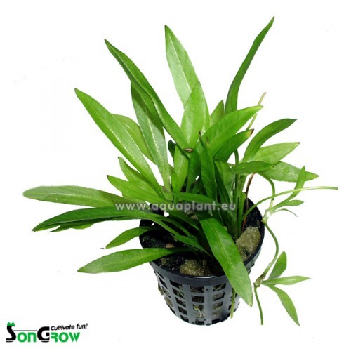 Echinodorus magdalenensis pot