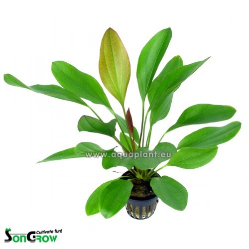 Echinodorus barthii in pot