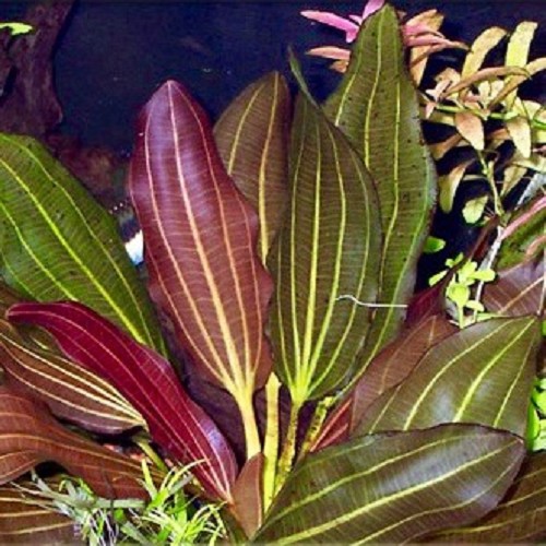 Echinodorus barthii in pot