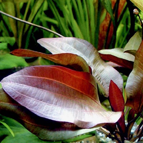 Echinodorus reni in pot