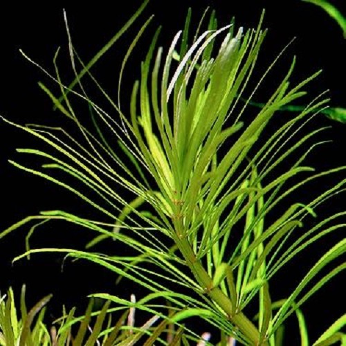 Eustralis stellata grof in pot