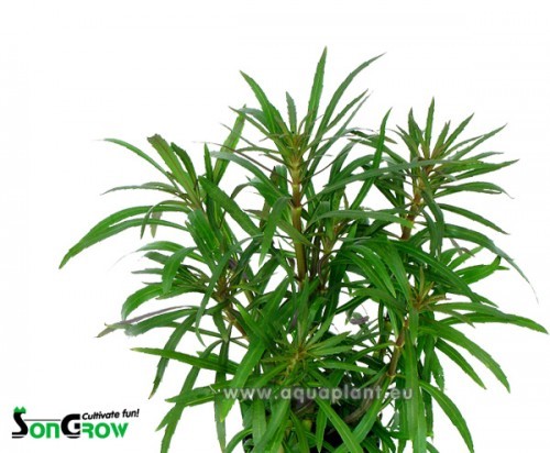 Eustralis stellata grof in pot