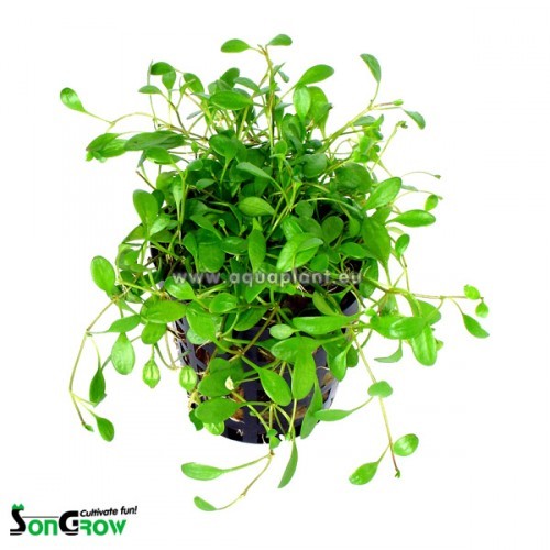 Glossostigma elantinoides in pot