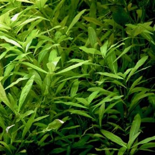 Hygrophila polysperma in pot