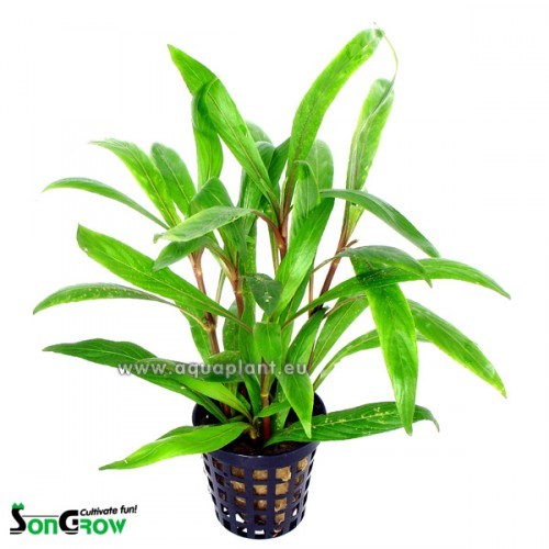 Hygrophila salicifolia in pot