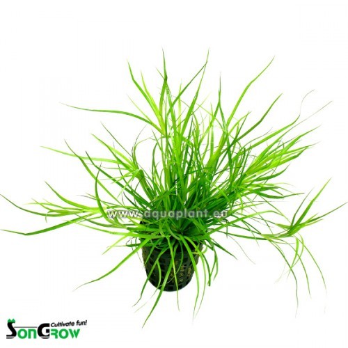 Juncus Repens in pot