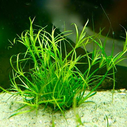 Juncus Repens in pot