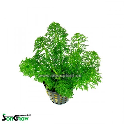 Limnophila sessiliflora in pot