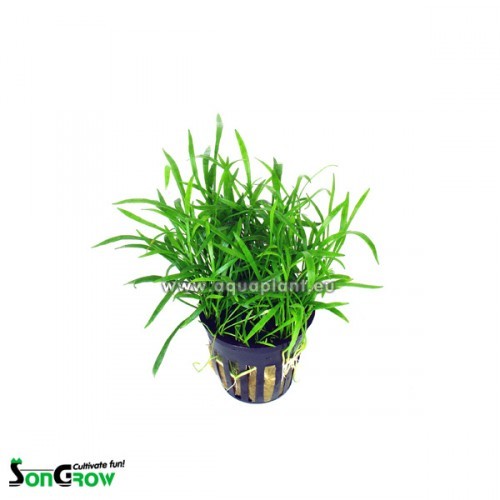 Lilaeopsis (novea zealandiae) pot