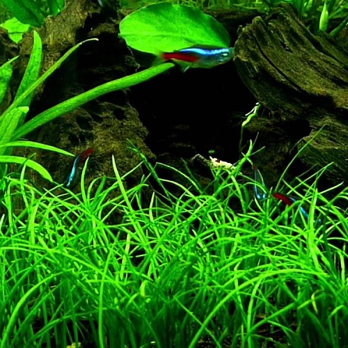 Lilaeopsis (novea zealandiae) pot