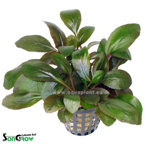 Lobelia cardinalis in pot