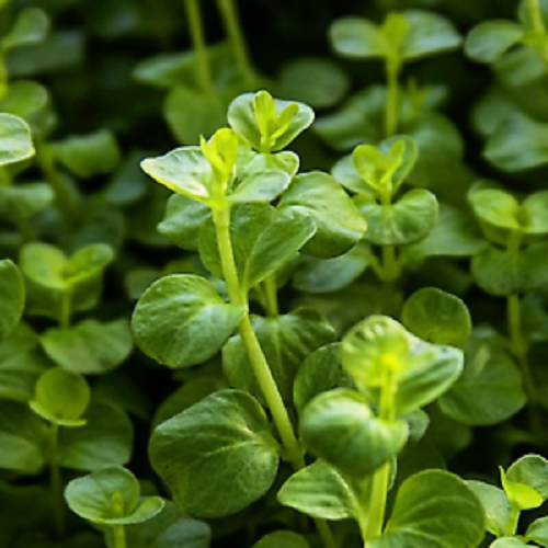 Lysimachia nummularia in pot