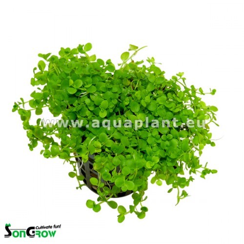 Micranthemum Monte Carlo pot