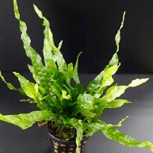 Microsorum mini in pot