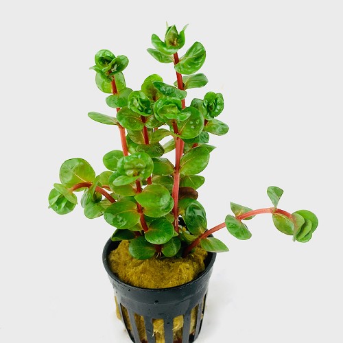 Rotala orange juice in pot