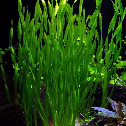 Vallisneria asiatica in pot