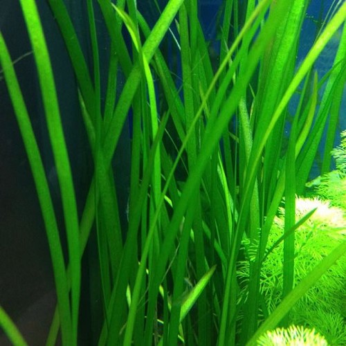 Vallisneria spiralis