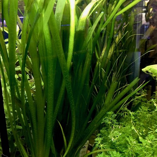 Vallisneria giganthea in pot