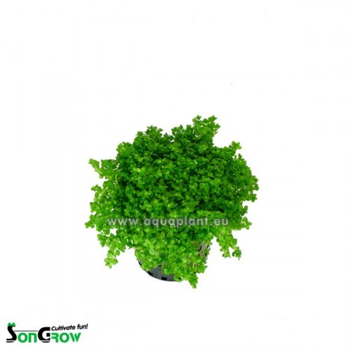 Hemianthus callitrichoides in pot