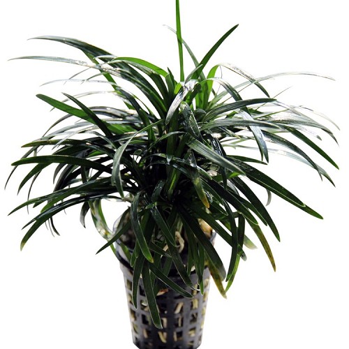 Ophiopogon kyoto in pot