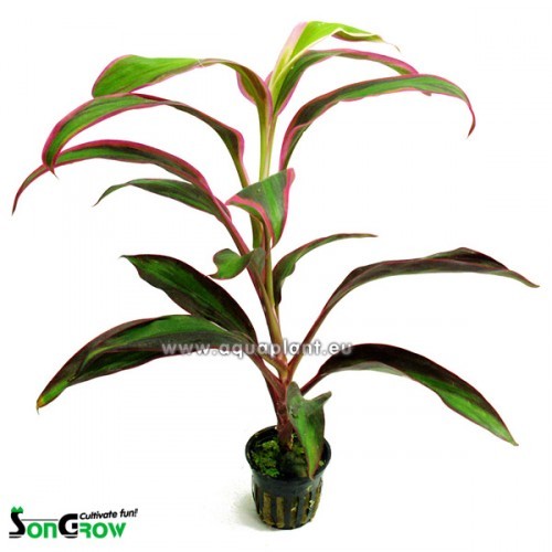 Cordyline red edge in pot