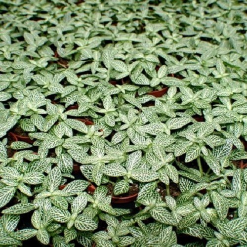 Fittonia mini white in pot