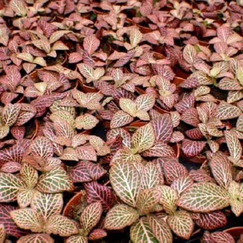 Fittonia mini red in pot
