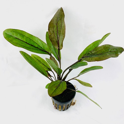 Echinodorus atlandsberg in pot