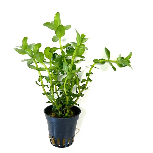 Bacopa amplexicaulis in terra cotta pot