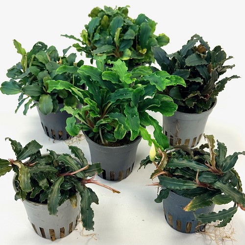 Bucephelandra mix in pot #