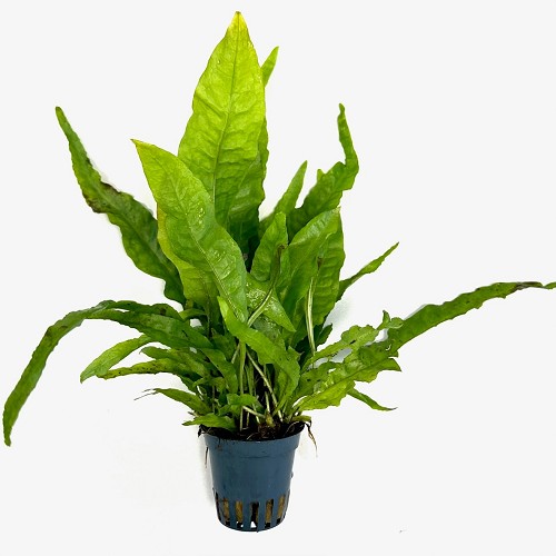 Microsorum pteropus in pot