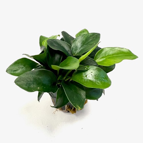 Anubias nana mini in pot