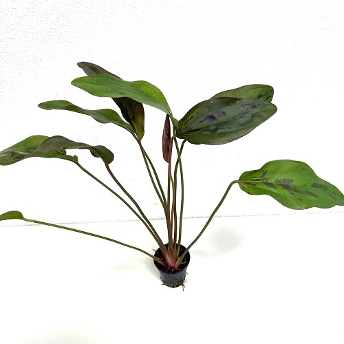 Echinodorus felix in pot