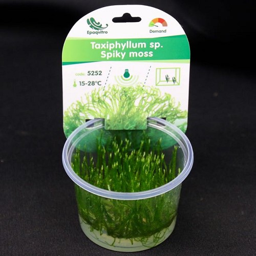 Spikey moss in cup