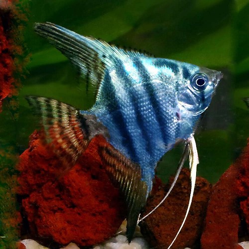 Pt.scalare   Maanvis blue pinoy SM
