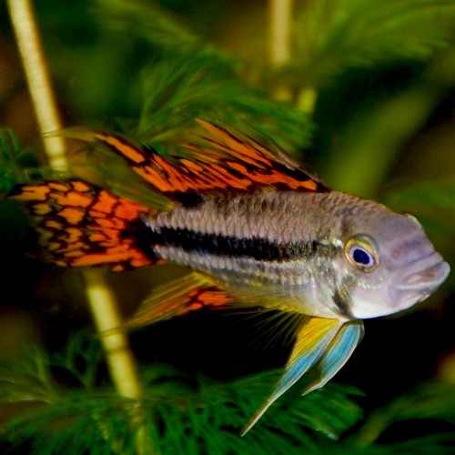 Apistogramma cacatuoides rood ML