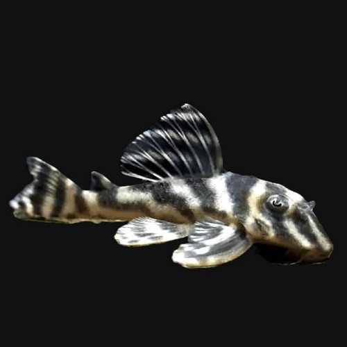 hypancistrus furunculus L199