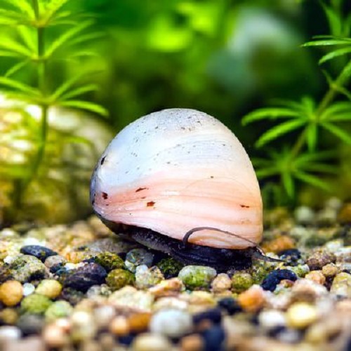 Neritina pulligera white