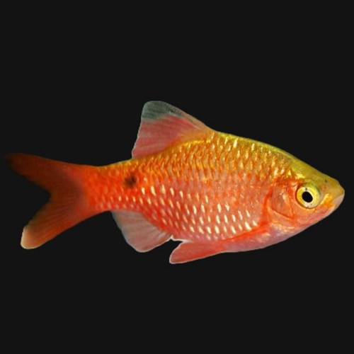 Barbus conchonius super rd diamond L