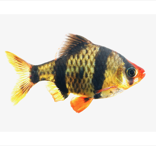 Barbus tetrazona   Sumatraan SM