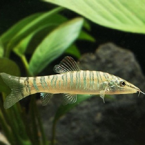 Syncrossus hymenophysa 4 cm.